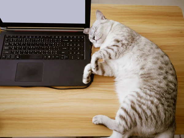 Bilgisayar dizüstü bilgisayar ve sinir bozucu kedi, ev konseptinden çalışıyor.