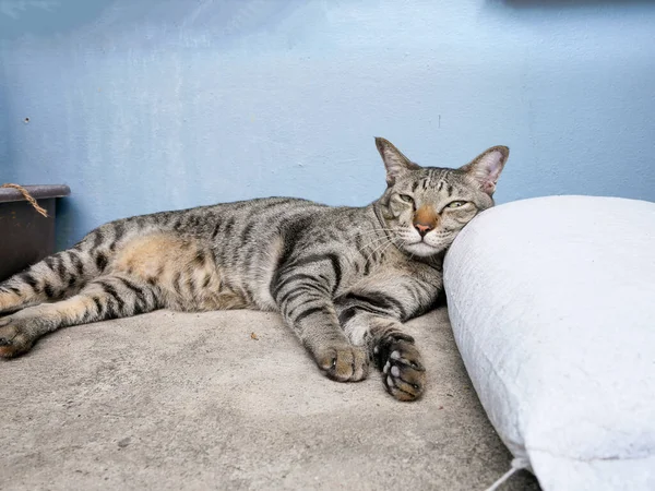 Siamés Viaje Tabby Cat Relajarse Planta Baja — Foto de Stock