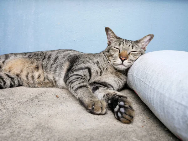 Siamés Viaje Tabby Cat Relajarse Planta Baja — Foto de Stock
