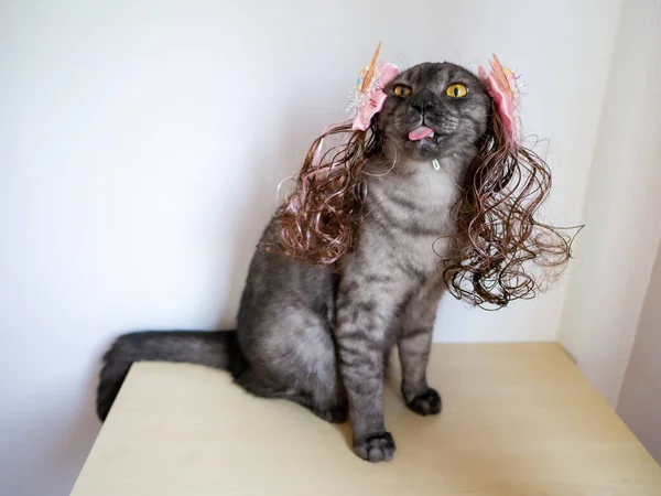 Tabby Grey Cat Yellow Eyes Wear Hair Wig Decoration — Stock Photo, Image