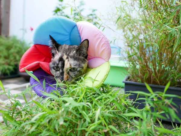 Gato Herido Con Cuello Suave Colorido Comer Pequeña Planta Bambú — Foto de Stock