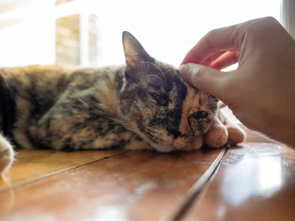 İnsan eli Siyam kedisinin kafasına dokunur, bembeyaz olur, ahşap masada rahatlar.