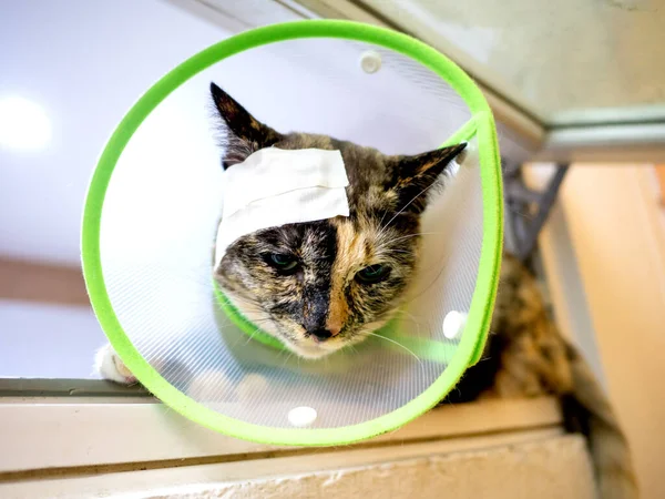 Gato Lesionado Con Tirita Cabeza Cuello Elizabethan Verde — Foto de Stock