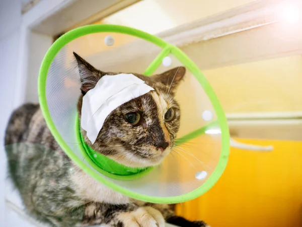 Gato Lesionado Con Curita Cabeza Cuello Elizabethan Verde Sobre Cama — Foto de Stock