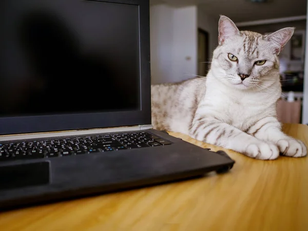 Dator Bärbar Dator Och Irriterande Katt Arbetar Hemifrån Koncept — Stockfoto