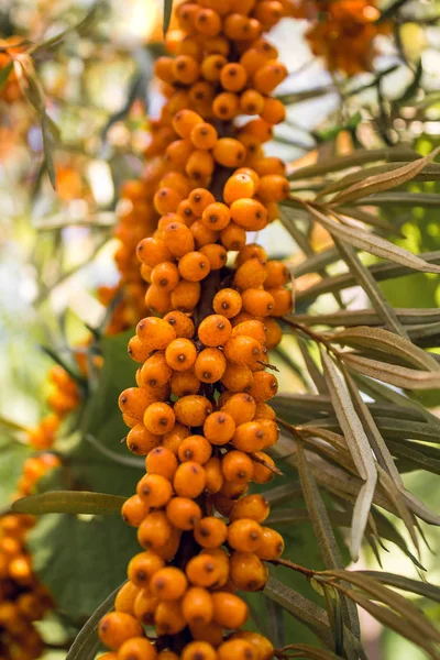 Sanddornbeeren Sanddornmarmelade — Stockfoto