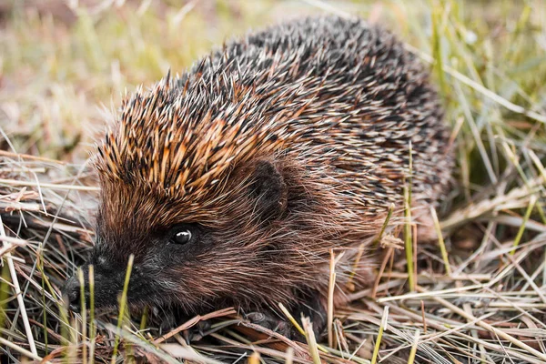 Kirpi. Animal.Wildlife.Nature