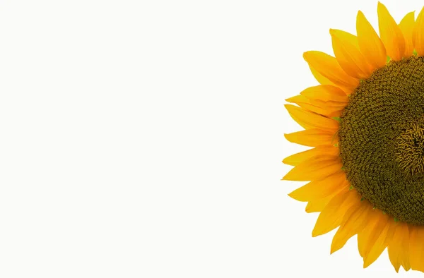 Die Hälfte Einer Sonnenblume Auf Weißem Hintergrund Die Andere Hälfte — Stockfoto