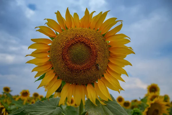 Blooming Sunflower Sunflower Close Bee Pollination Sunflower — Stock Photo, Image