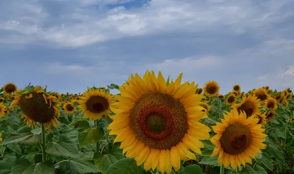 Blühende Sonnenblume Sonnenblume Aus Nächster Nähe Bienenbestäubung Sonnenblume — Stockfoto