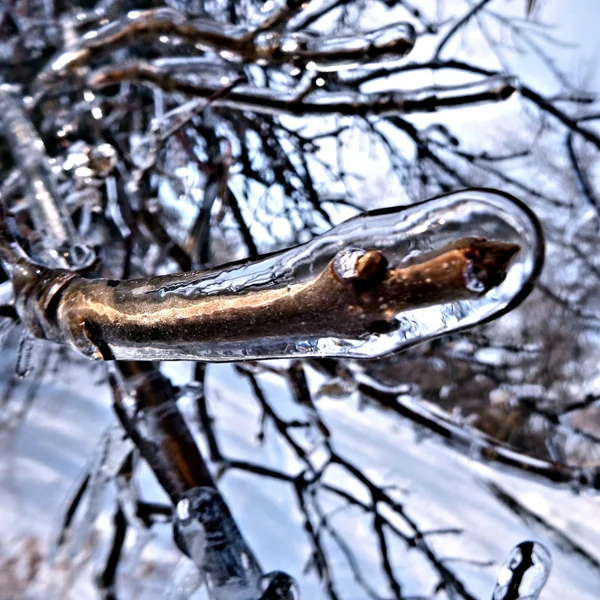 关闭一个被冰封的树枝 — 图库照片