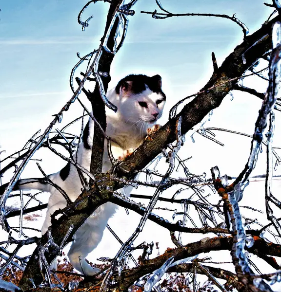 White Black Cat Standing Tree Branches Encased Ice Sunlight Reflecting — Stock Photo, Image