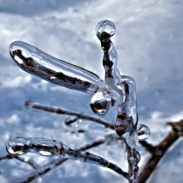 Una Rama Tres Puntas Sólidamente Encerrada Hielo Transparente Con Luz — Foto de Stock