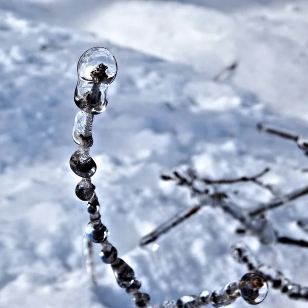 Una Pequeña Rama Envuelta Gruesas Gotitas Hielo Con Luz Del — Foto de Stock