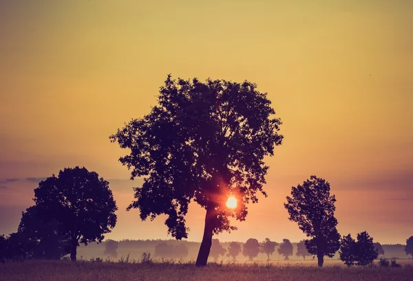 Vintage foto van zomer zonsopgang boven de velden — Stockfoto