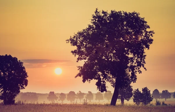 Vintage photo of summer sunrise over fields — Stock Photo, Image