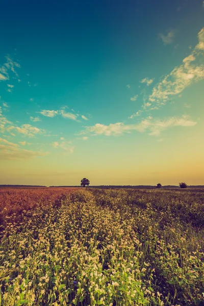 Foto vintage del amanecer de verano sobre el trigo sarraceno en flor — Foto de Stock