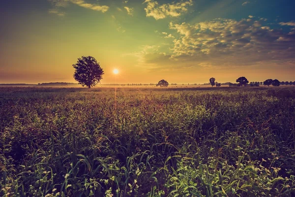 Vintage foto de verão nascer do sol sobre florescendo fagópiro — Fotografia de Stock