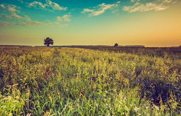 Jahrgangsfoto des sommerlichen Sonnenaufgangs über blühendem Buchweizen — Stockfoto