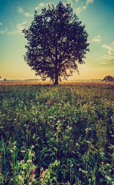 Vintage foto van zomer zonsopgang boven bloeiende boekweit — Stockfoto