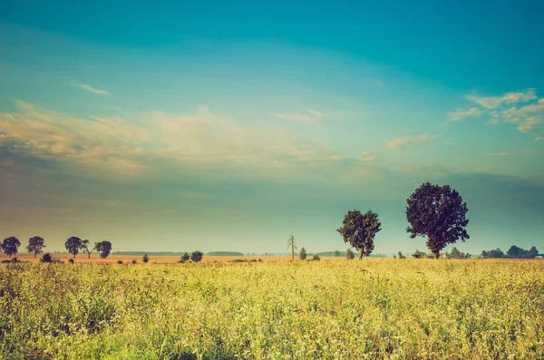 Vintage foto van zomer zonsopgang boven bloeiende boekweit — Stockfoto