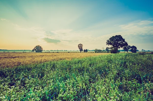 Foto vintage dell'alba estiva sul grano saraceno in fiore — Foto Stock