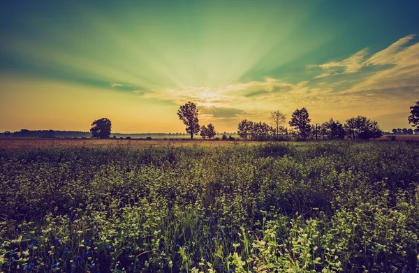 Foto vintage del amanecer de verano sobre el trigo sarraceno en flor — Foto de Stock