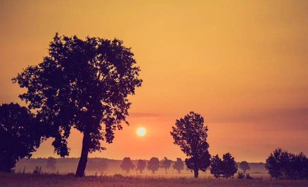 Vintage photo of cereal field with old tree — Stock Photo, Image