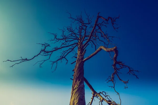 Jahrgangsfoto von Getreidefeld mit altem Baum — Stockfoto