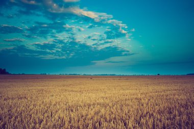 Sabah erken Vintage Fotoğraf çavdar sahada
