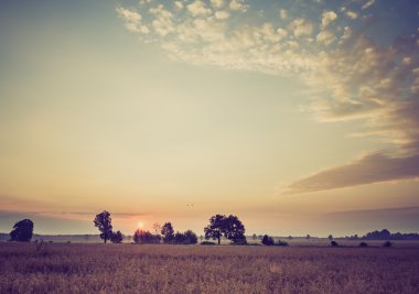 Sabah erken Vintage Fotoğraf çavdar sahada