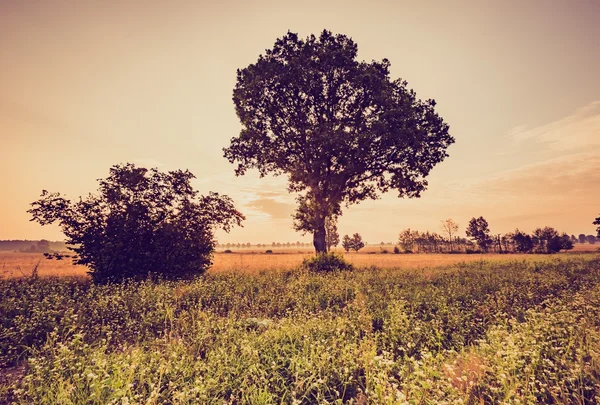 Vintage foto di campo di cereali con vecchio albero — Foto Stock