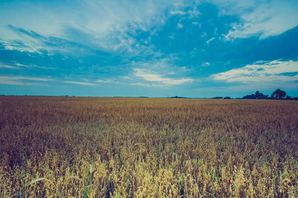 Foto vom frühen Morgen auf dem Roggenfeld — Stockfoto