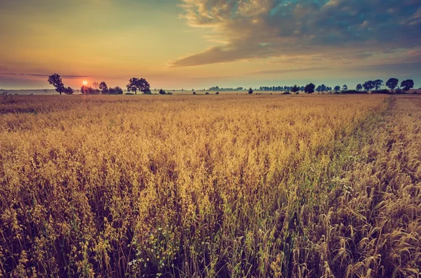 Foto vintage de la madrugada en el campo de centeno — Foto de Stock