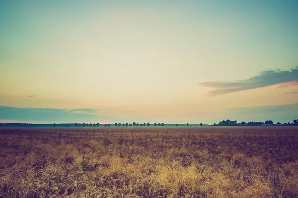 Foto vintage di mattina presto sul campo di segale — Foto Stock