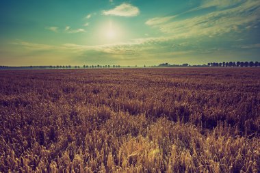 Sabah erken Vintage Fotoğraf çavdar sahada