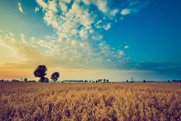 Vintage photo of early morning on rye field — Stock Photo, Image