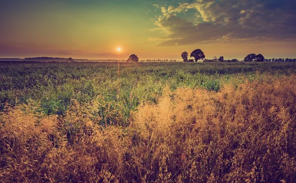 Vintage foto's van de vroege ochtend op rogge veld — Stockfoto