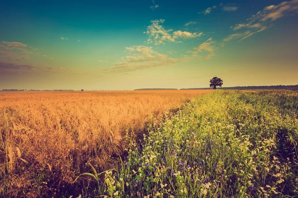 Foto vintage di mattina presto sul campo di segale — Foto Stock