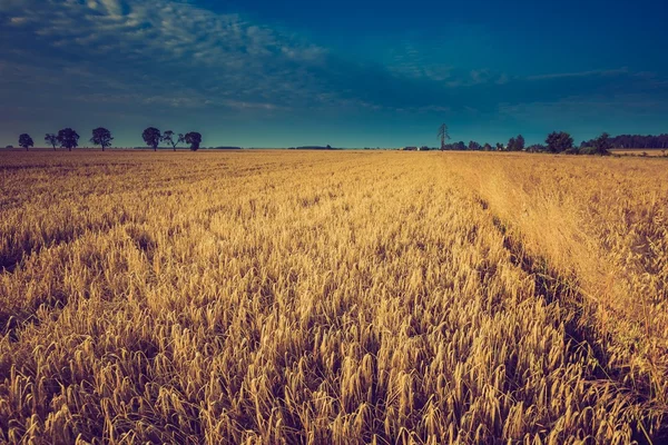 Vintage photo of early morning on rye field — Stock Photo, Image