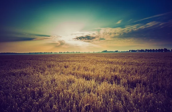 Foto vintage de la madrugada en el campo de centeno — Foto de Stock