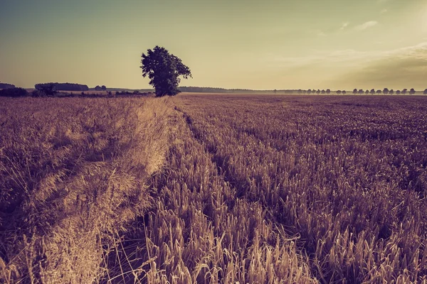 Foto vom frühen Morgen auf dem Roggenfeld — Stockfoto