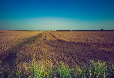 Sabah erken Vintage Fotoğraf çavdar sahada