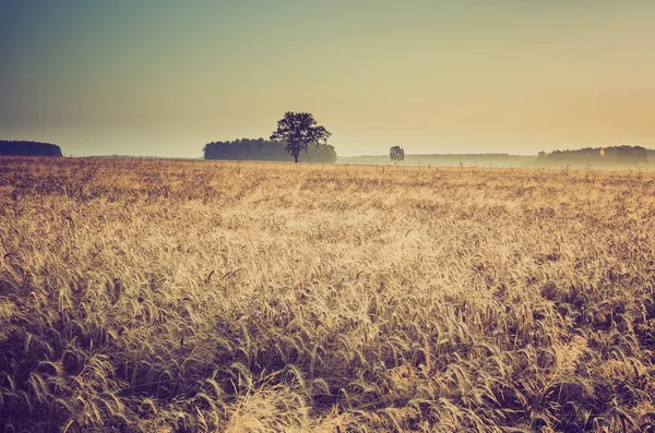 Foto vintage de manhã cedo no campo de centeio — Fotografia de Stock