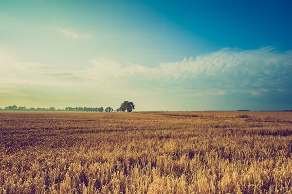 Foto vom frühen Morgen auf dem Roggenfeld — Stockfoto