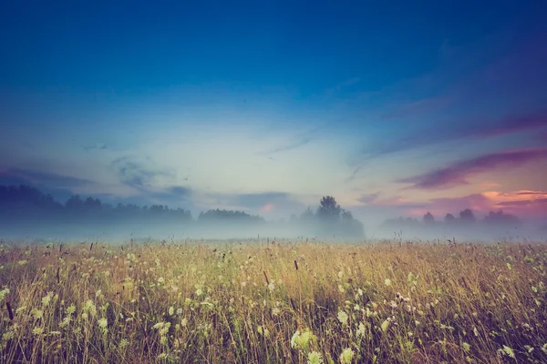 Vintage photo of wild foggy meadow landscape — Stock Photo, Image