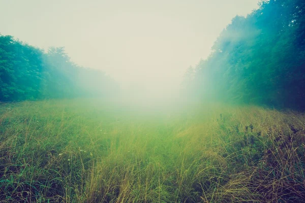 야생 안개 초원 풍경의 빈티지 사진 — 스톡 사진