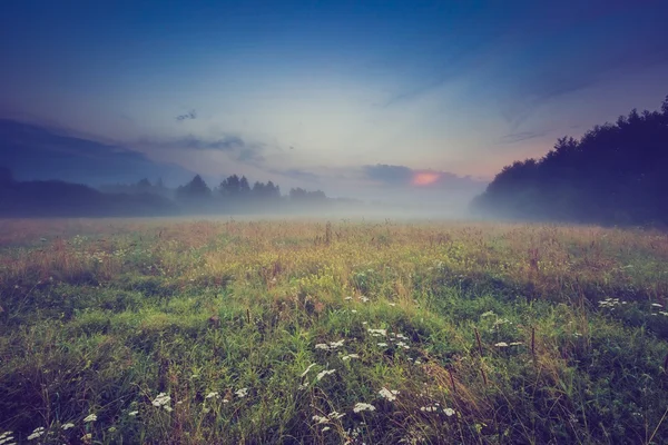 Vintage photo of wild foggy meadow landscape — Stock Photo, Image