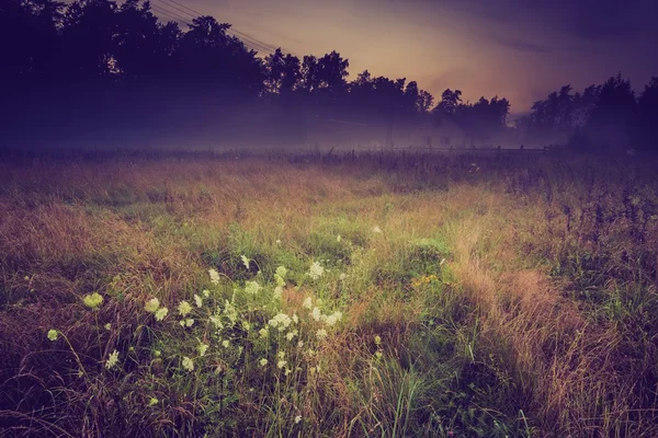 野生的雾草甸景观的旧照片 — 图库照片