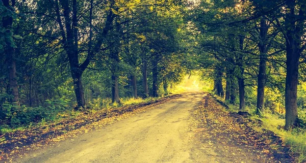 Vintage photo of beautiful trees alley illuminated by morning light — Stock Photo, Image